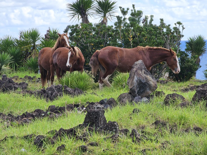 A trio of wild horses on Easter Island