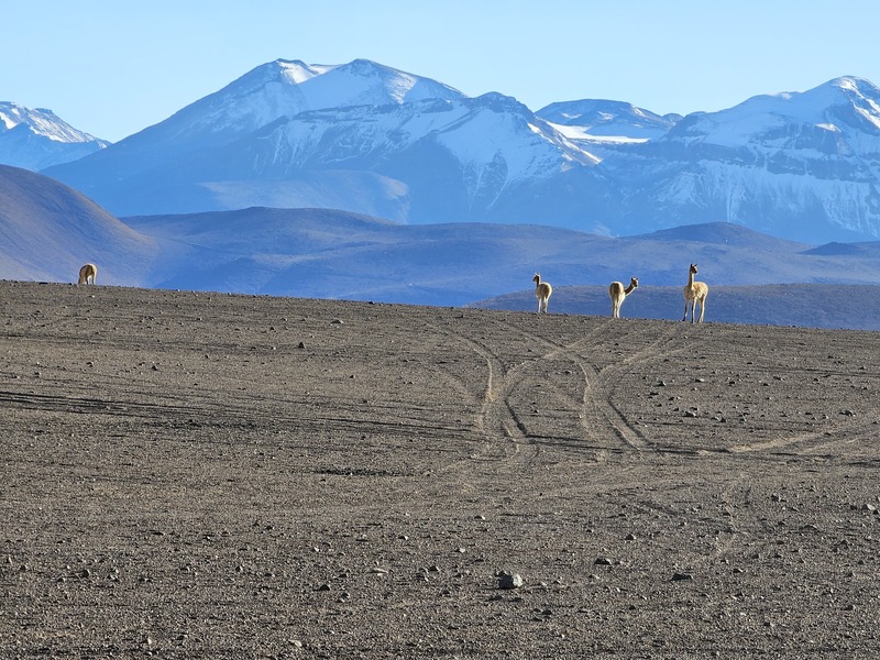 Vicunas with mountains in the background