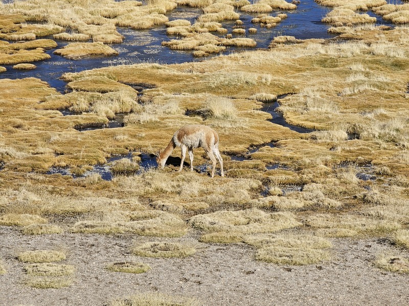 Vicunas in the marsh