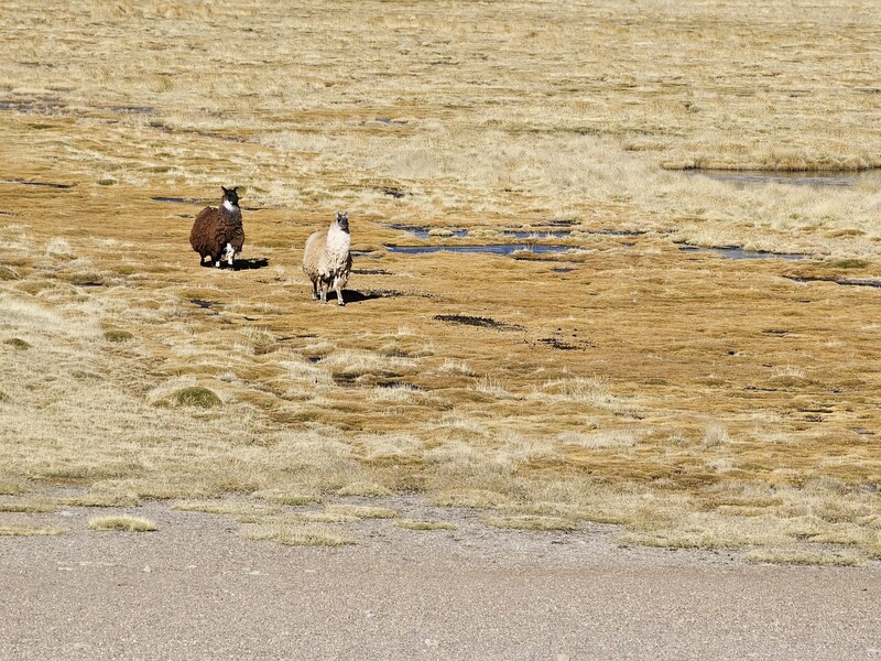 Llamas in the marsh