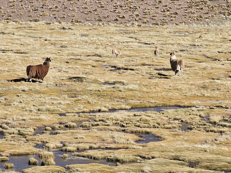 Llamas and Vicunas passing each other in the marsh