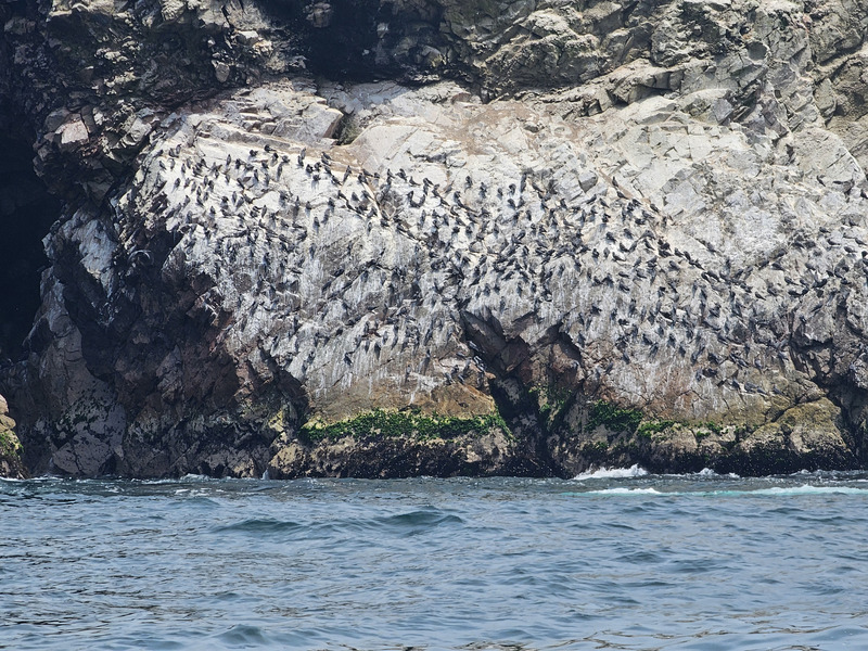 Birds on the Islas Ballestas