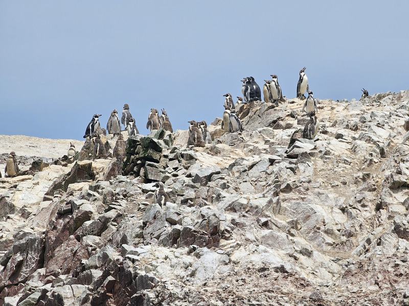 Penguins on the Islas Ballestas