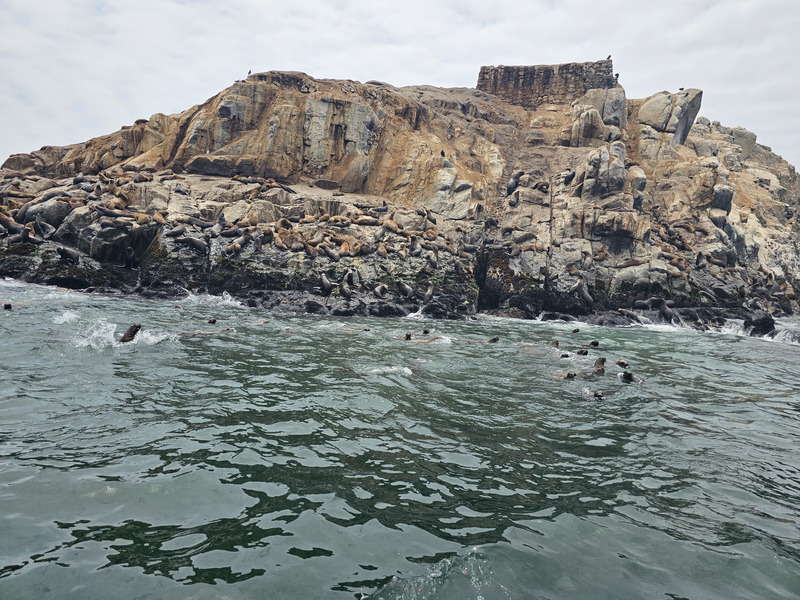 Sea lions swarming waiting for tourists to jump in