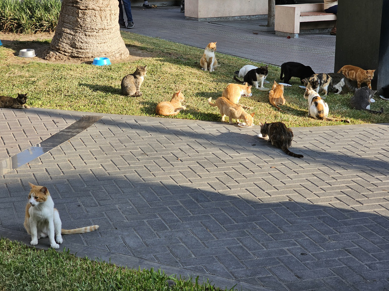 Lima Kennedy Park cats