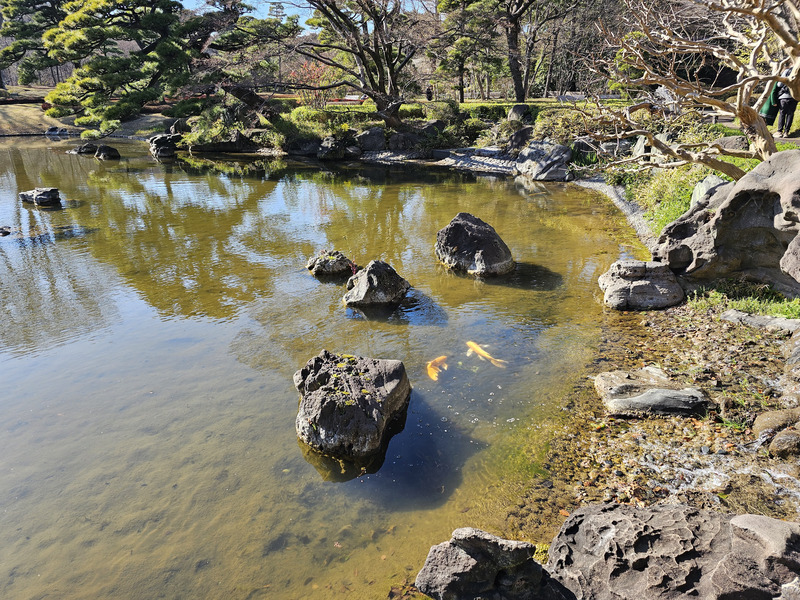 Koi in the Imperial Palace Gardens