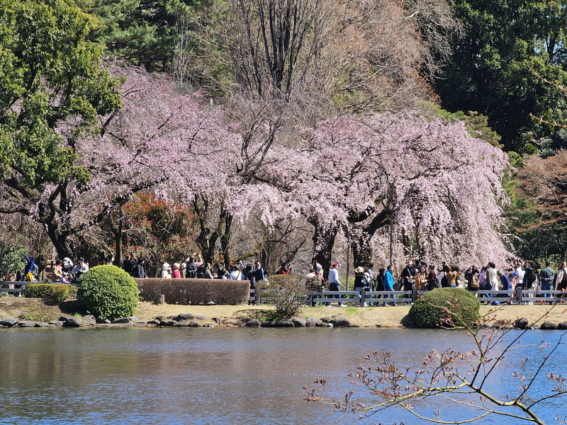 Some of the first cherry blossoms across a pond in the garden