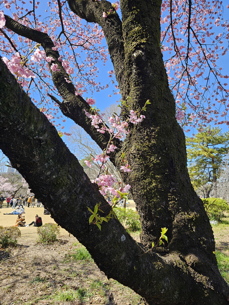 Some of the first cherry blossoms up close