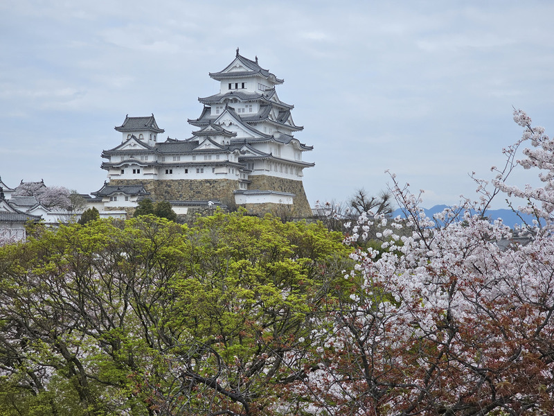 Himeji Castle with cherry blossoms