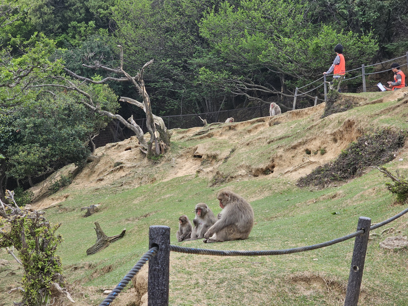 Kyoto 'wild' monkeys