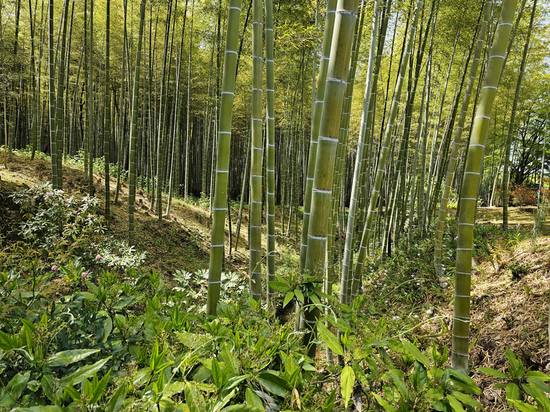 Kyoto Tenryu-ji bamboo forest