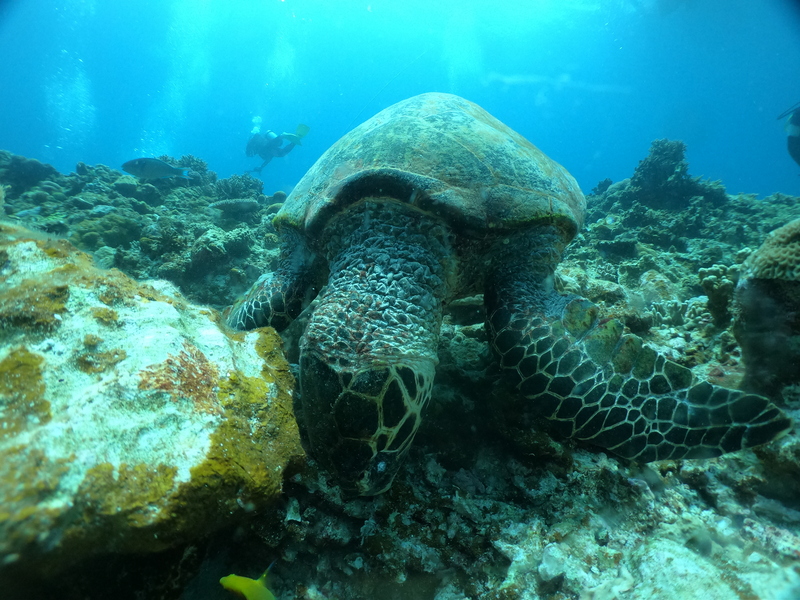 A turtle while scuba diving