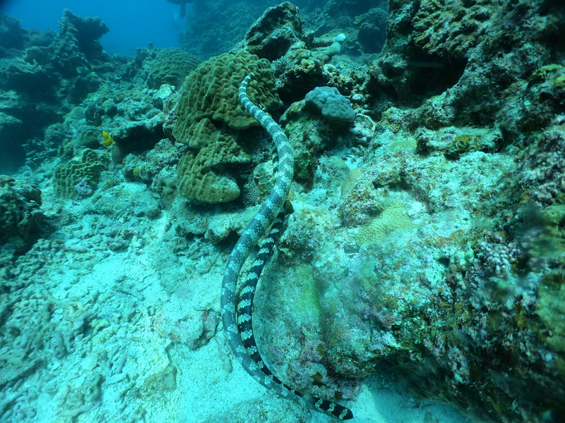 A pair of snakes while scuba diving