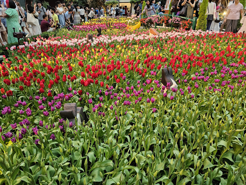 a field of tulips in the Gardens by the Bay flower dome