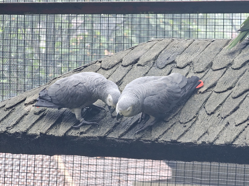 KL Bird Park grey parrots