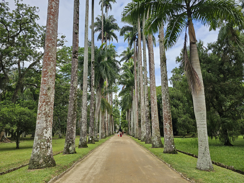 Palms within the Botanical Gardens